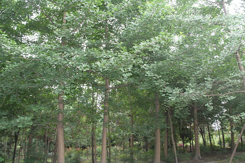 銀杏 成都銀杏種植基地出售大量?jī)?yōu)質(zhì)銀杏成都崇德園林