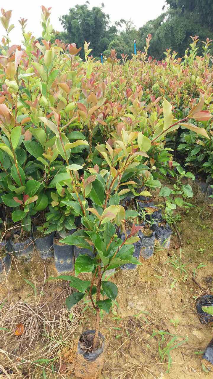 陰香苗，廣東陰香苗種植基地，陰香苗種植基地電話