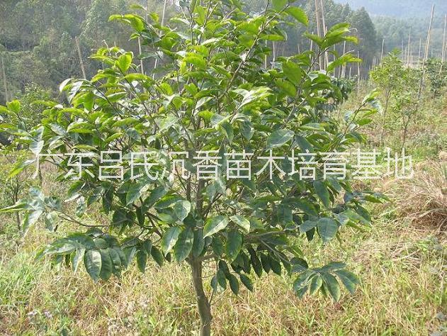 云南沉香樹苗出售∪福建土沉香苗