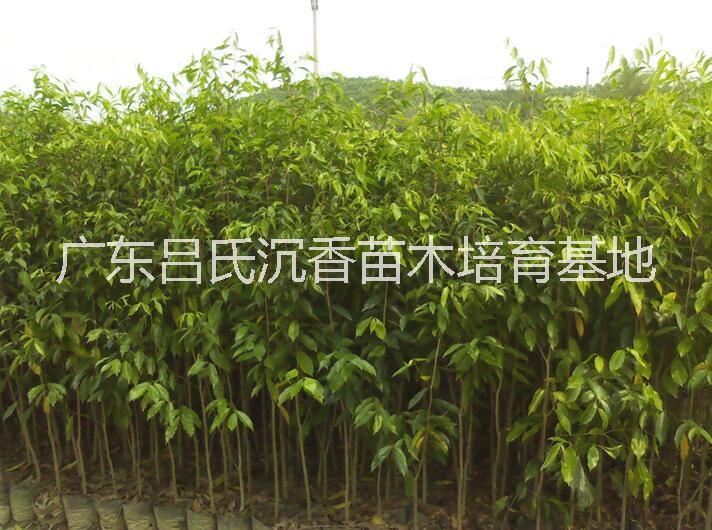廣東*沉香樹批發(fā)⒈沉香樹苗多少錢一棵