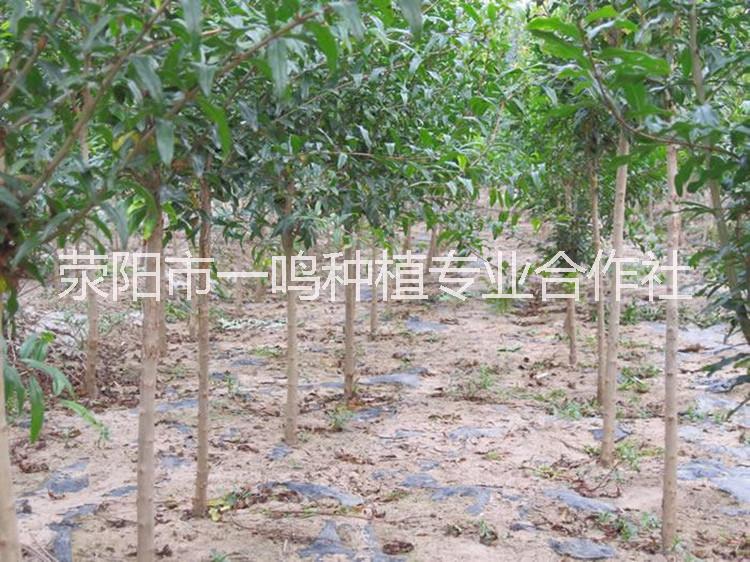 石榴樹(shù)苗 河陰*軟籽石榴