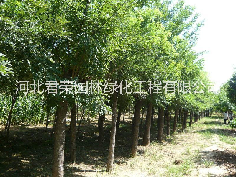 基地*1-12公分國槐