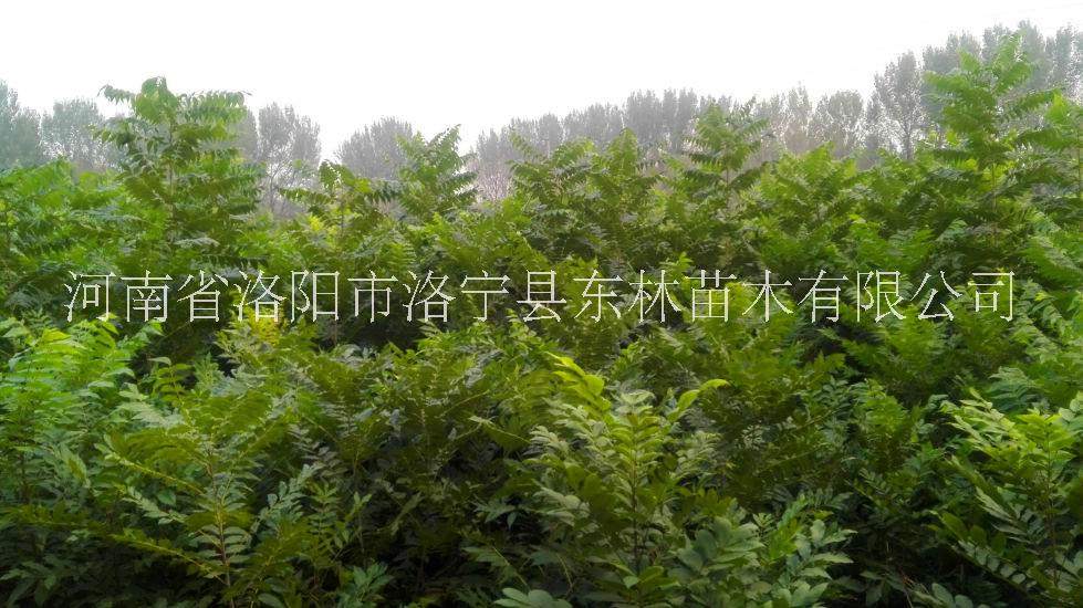 供應(yīng)美國山核桃苗2018-2019河南洛陽