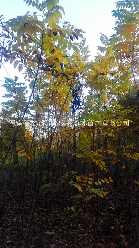 供應(yīng)美國(guó)黑核桃苗2018-2019河南洛陽(yáng)