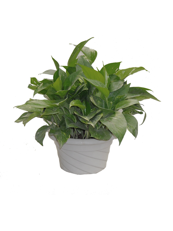 小盆綠蘿，租賃小盆綠蘿，供應小盆綠蘿