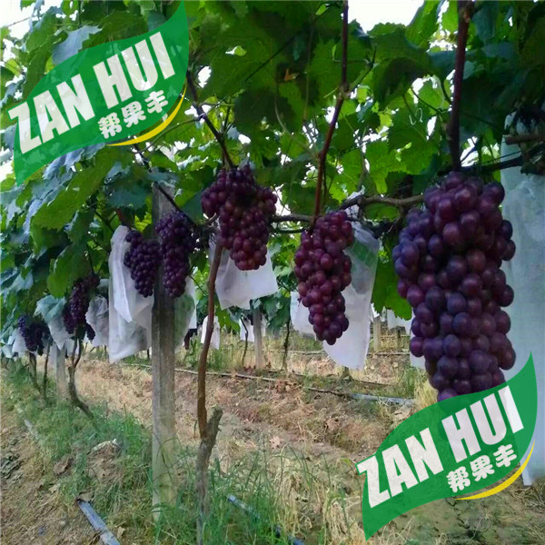 廠家直銷葡萄無紡布防鳥套袋