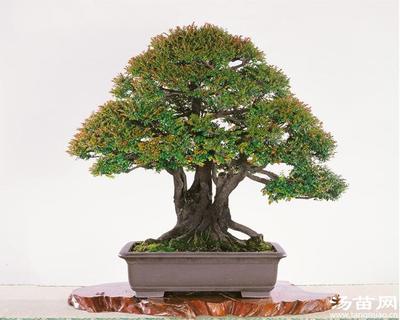 小葉紫檀，租賃小葉紫檀，供應(yīng)小葉紫檀