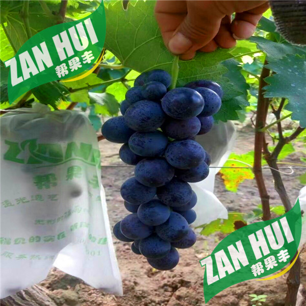 無紡布葡萄袋廠家供應(yīng)防水防鳥啄葡萄套袋
