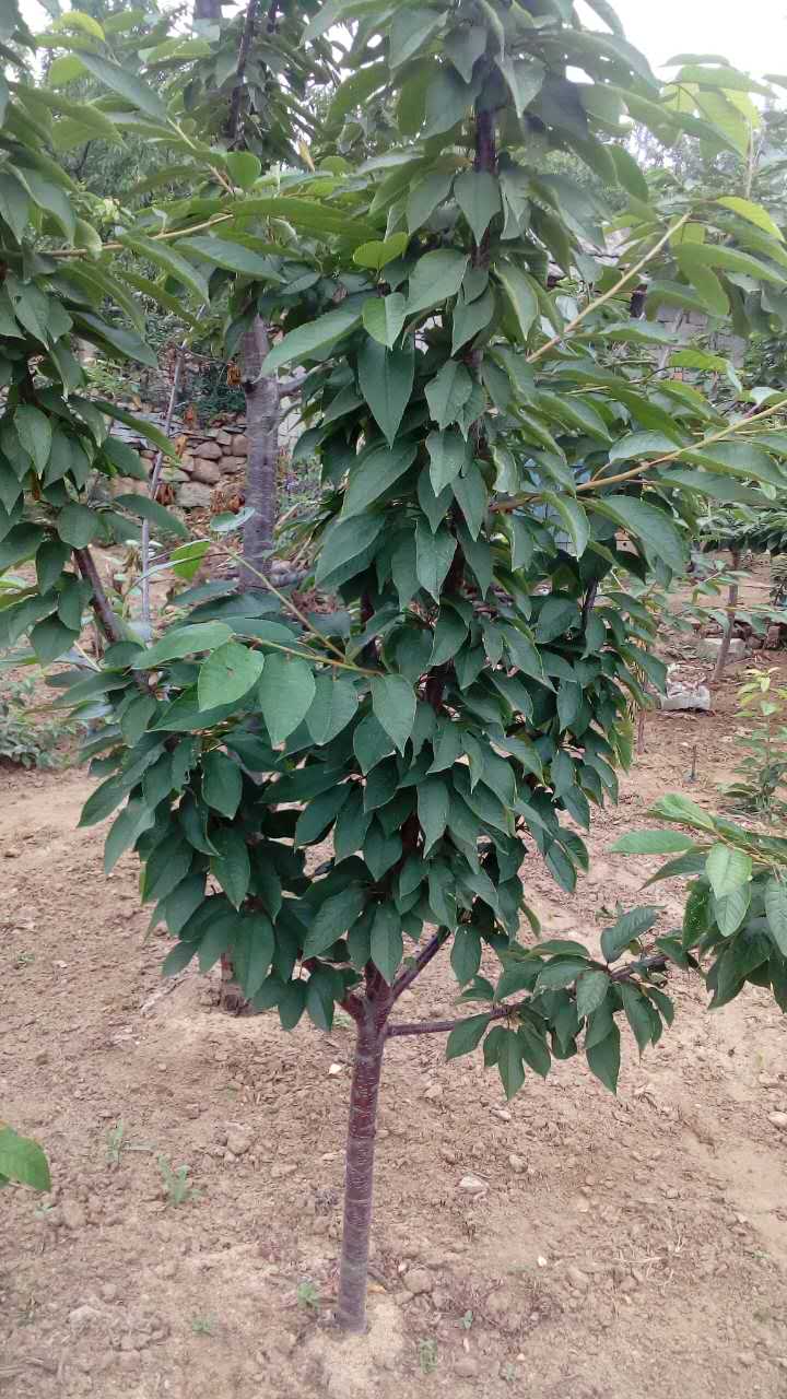 櫻桃，櫻桃苗木