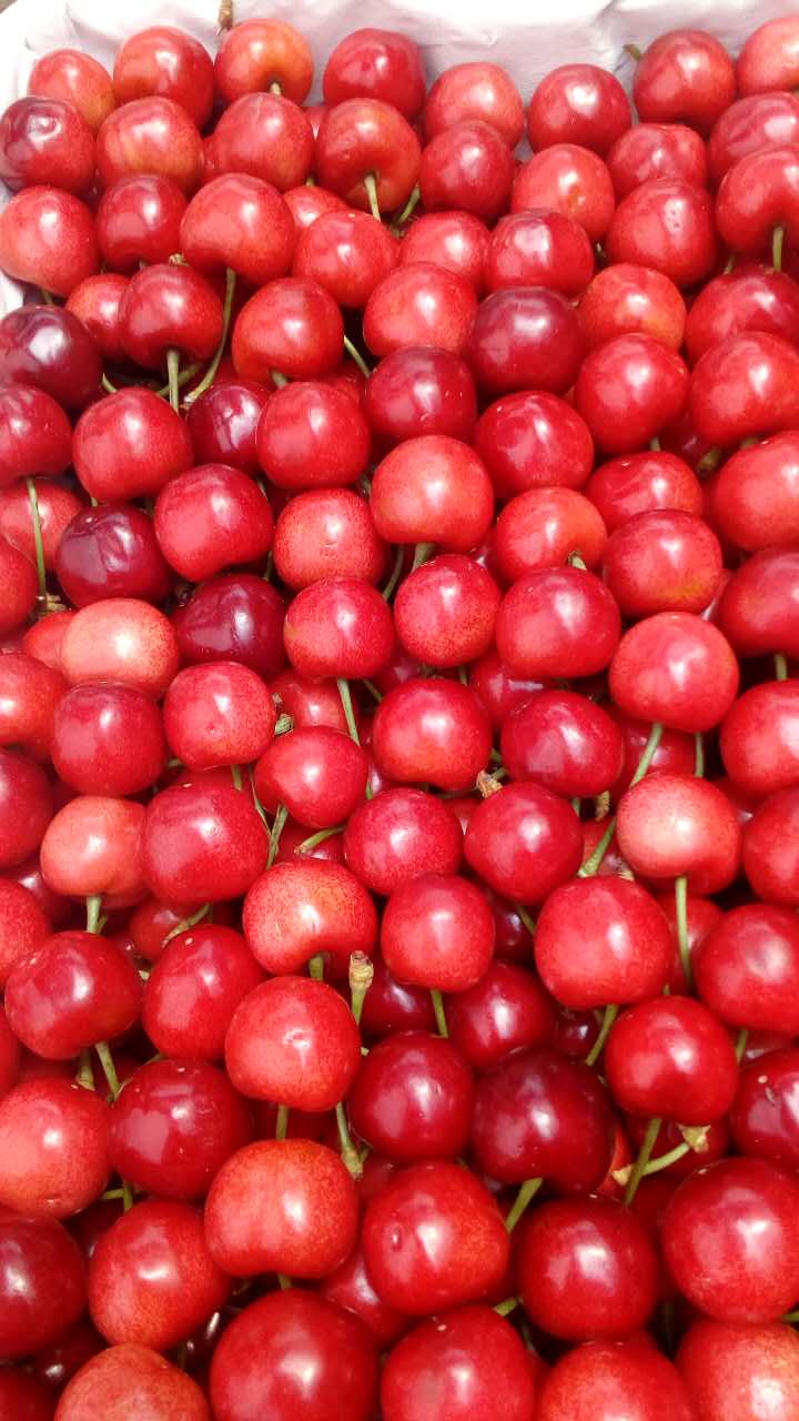 櫻桃，櫻桃苗木