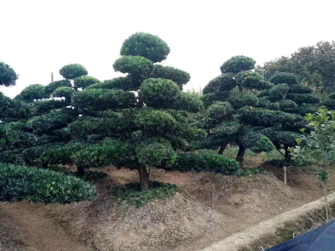 供應(yīng)羅漢松批發(fā) 羅漢松苗