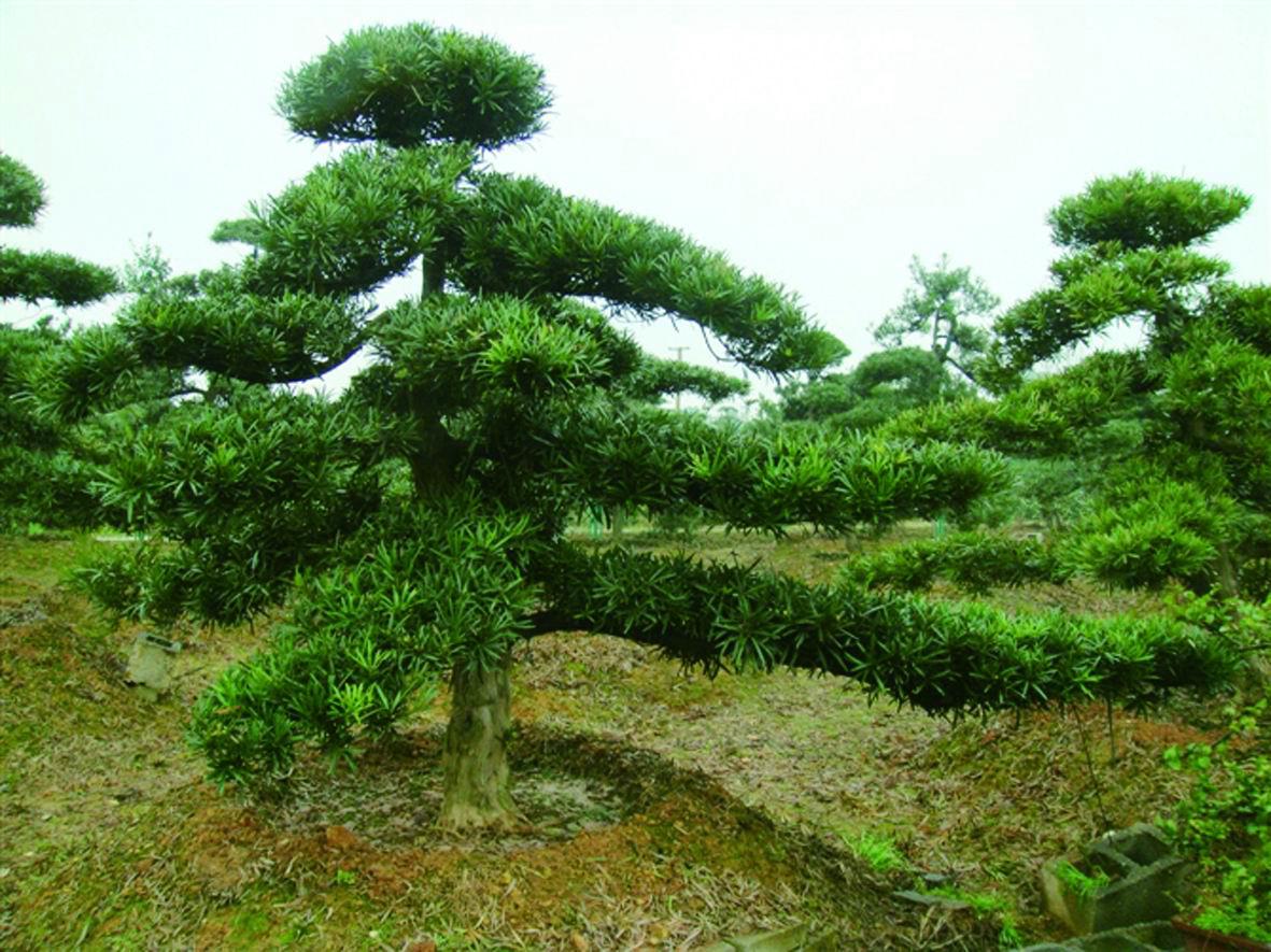 供應(yīng)羅漢松批發(fā) 羅漢松苗
