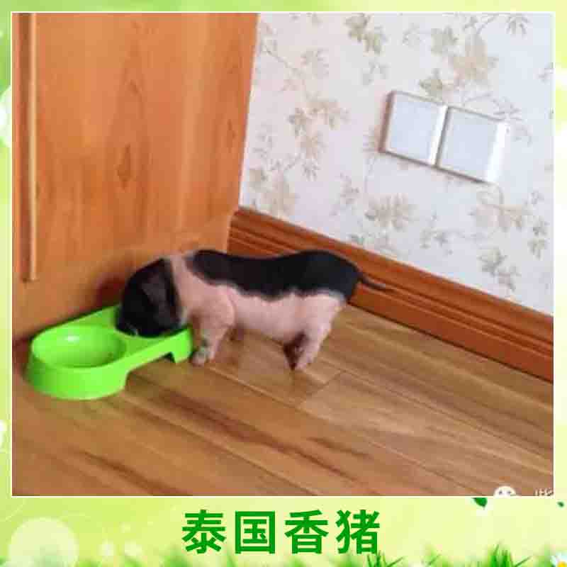 泰國*養(yǎng)殖 小巧玲瓏寵物*豬愛干凈迷你小*小型*種苗