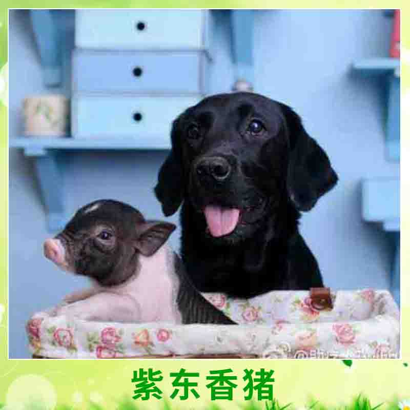 天臺(tái)紫東*專業(yè)合作社養(yǎng)殖豬體小早熟迷你豬*養(yǎng)殖種苗