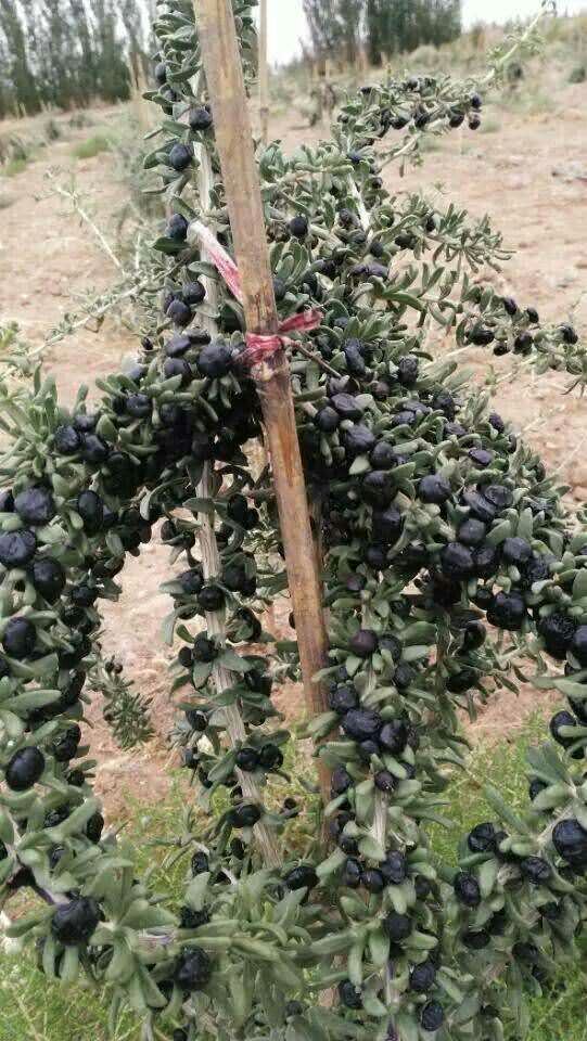 黑枸杞苗價格，黑枸杞苗用途，黑枸杞苗功效，黑枸杞苗多少錢一顆