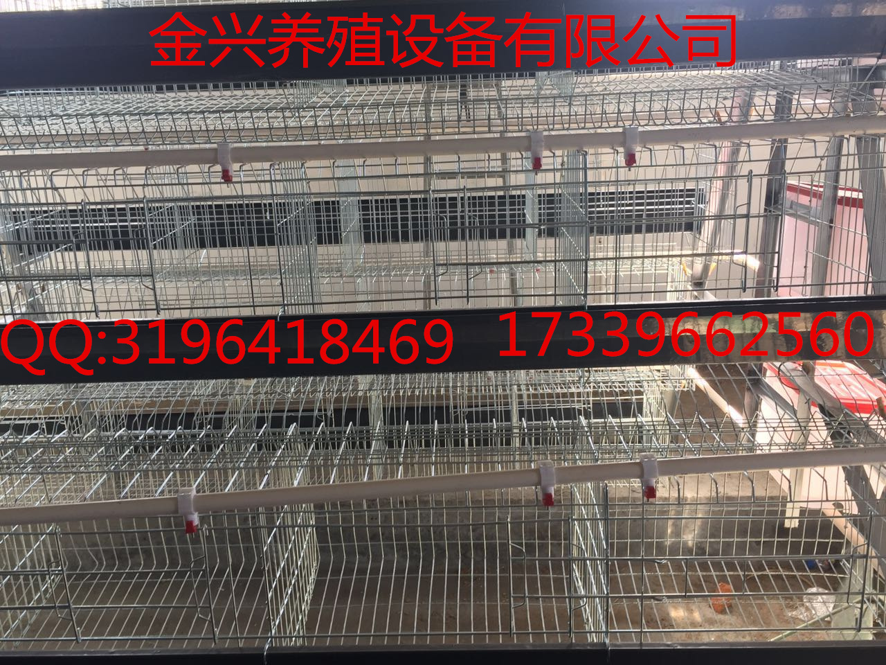 雞籠價(jià)格 階梯式育雛籠 蛋雞籠廠 供應(yīng)金興養(yǎng)殖設(shè)備供應(yīng)各種養(yǎng)雞設(shè)備
