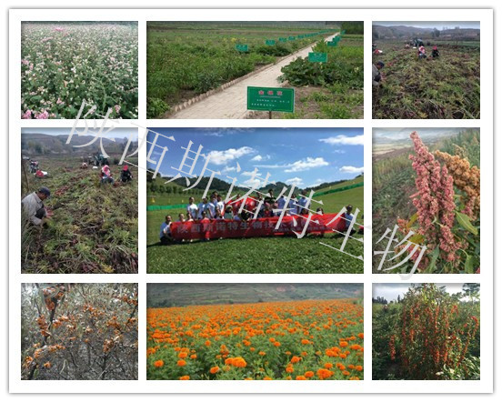 刺五加提取物粉廠家直銷