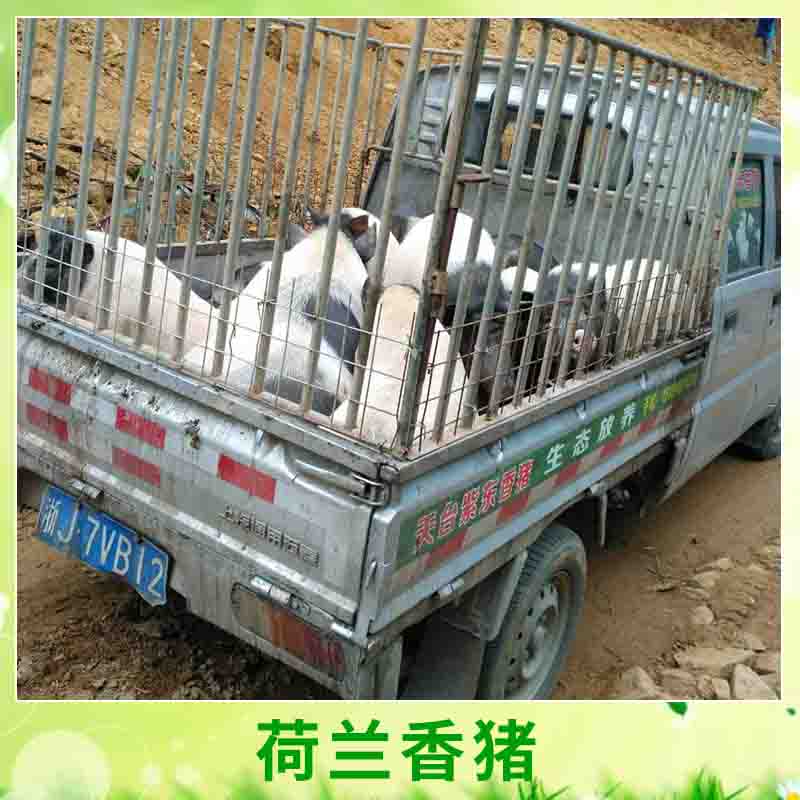 天臺(tái)紫東*供應(yīng)荷蘭* 兩頭烏迷你小*寵物豬小型*養(yǎng)殖種苗