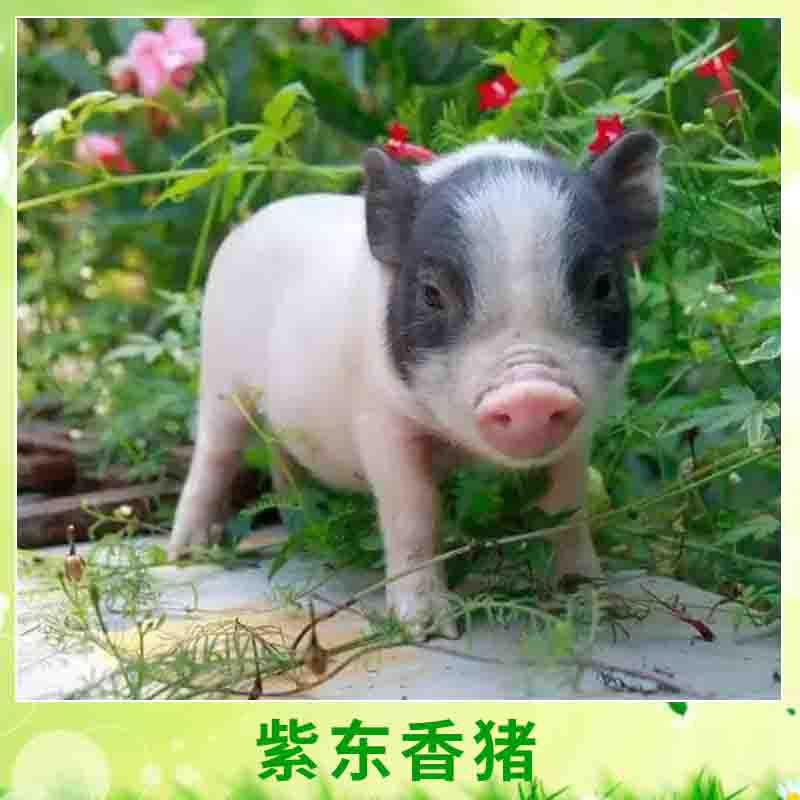 天臺(tái)紫東*專業(yè)合作社養(yǎng)殖豬體小早熟迷你豬*養(yǎng)殖種苗