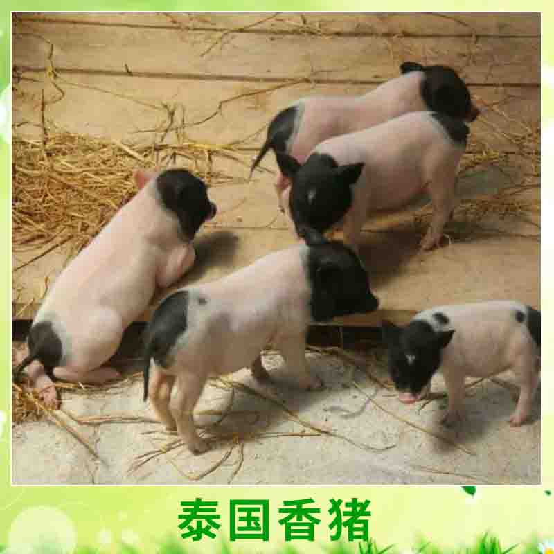 泰國*養(yǎng)殖 小巧玲瓏寵物*豬愛干凈迷你小*小型*種苗