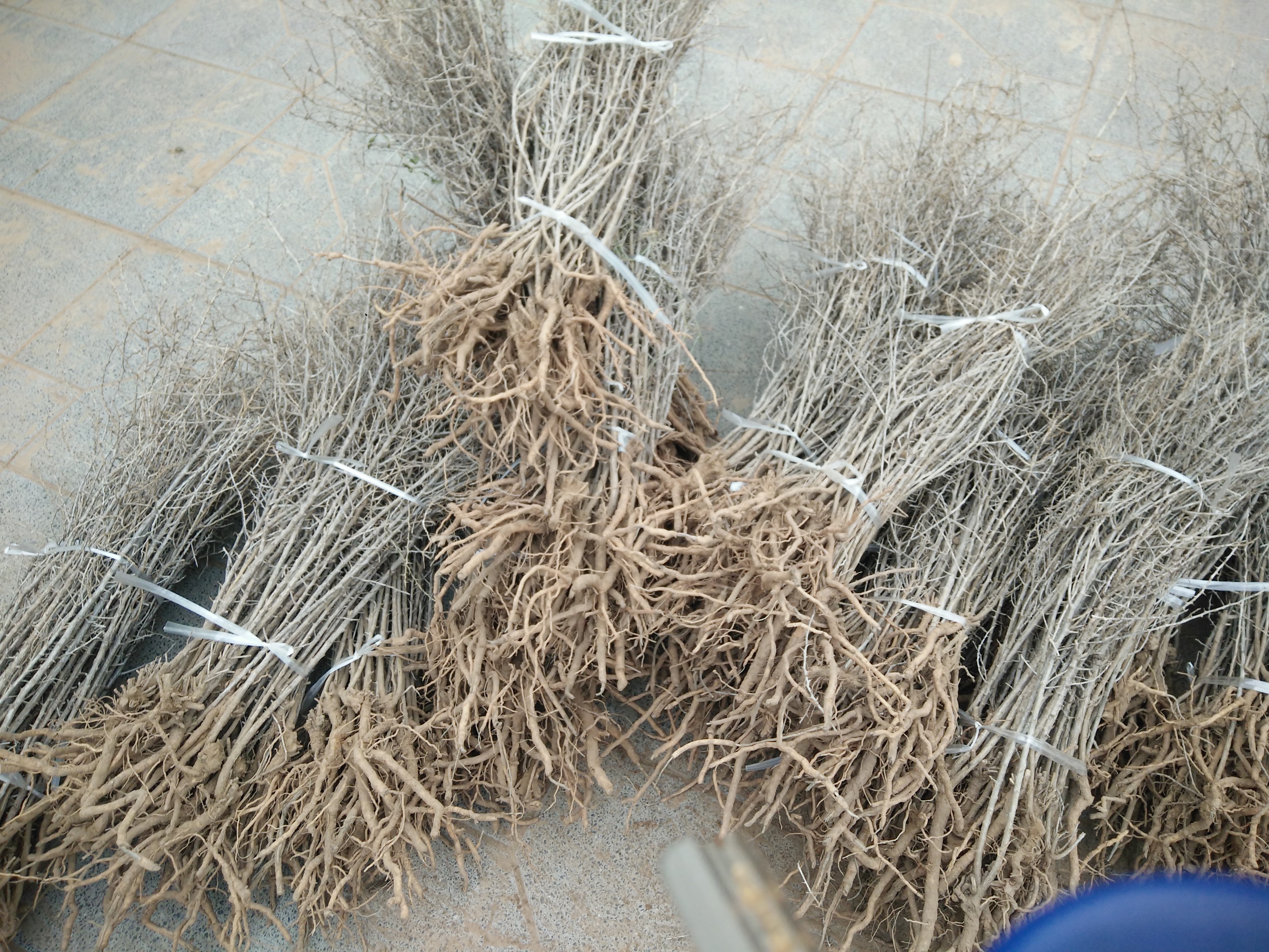 黑枸杞苗價格，黑枸杞苗用途，黑枸杞苗功效，黑枸杞苗多少錢一顆