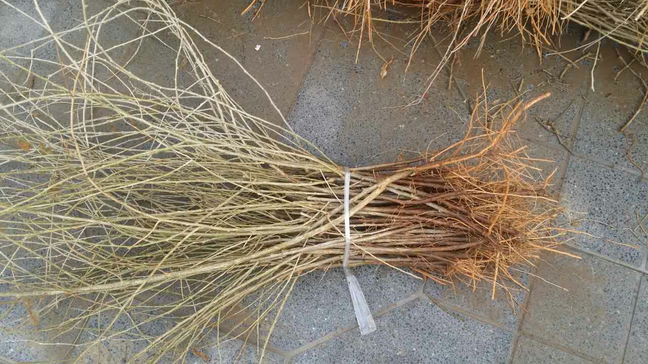 枸杞苗兩年苗，占地枸杞苗，枸杞苗占地，賠償高。 枸杞苗三年苗 枸杞苗基地 優(yōu)質(zhì)枸杞苗