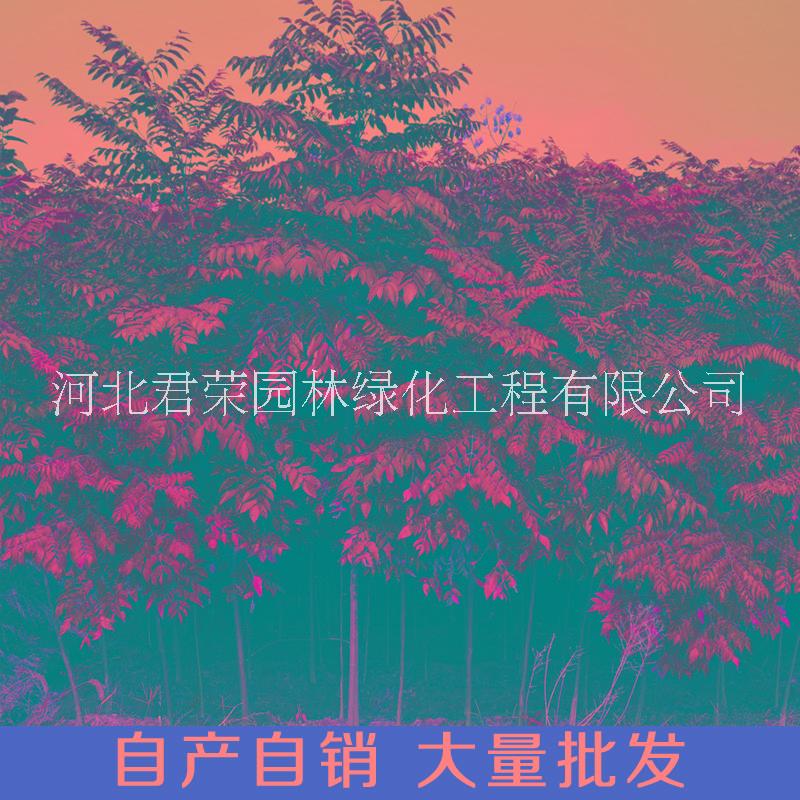 河北苗木基地*1-7公分北欒