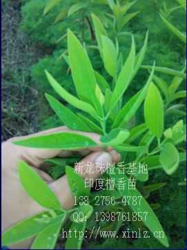 供應(yīng)印度檀香小苗 廣西檀香苗 老山檀香 檀香苗種植 檀香樹(shù)苗