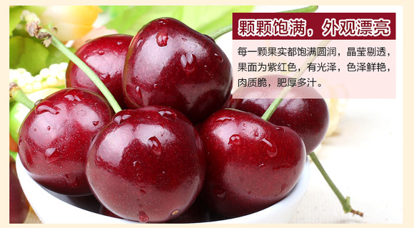 黑珍珠櫻桃苗供貨商，黑珍珠櫻桃苗，黑珍珠櫻桃苗批發(fā)