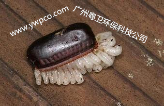 廣州滅蟑螂公司 廣州滅蟑螂公司廣州蟑螂滅治