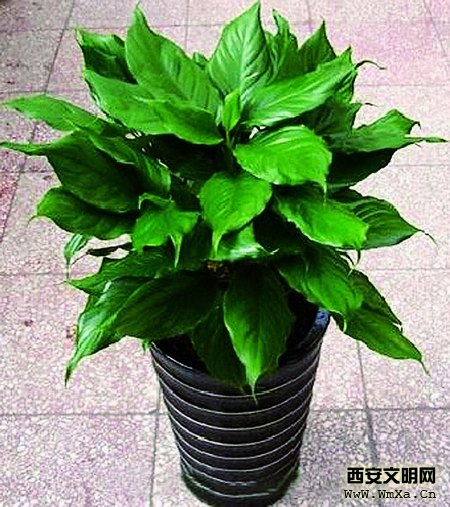 供應(yīng)特價(jià)供應(yīng)上海室內(nèi)植物批發(fā)租賃