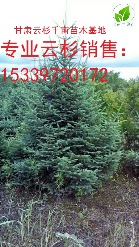 甘肅云杉，、云杉綠化樹(shù) ，云杉、1米2米3米甘肅云杉造林苗