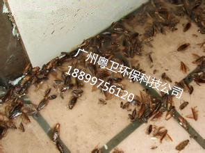 廣州滅蟑螂公司 廣州滅蟑螂公司廣州蟑螂滅治