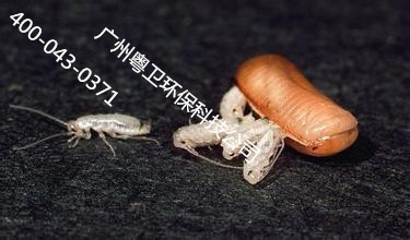 廣州滅蟑螂公司 廣州滅蟑螂公司廣州蟑螂滅治