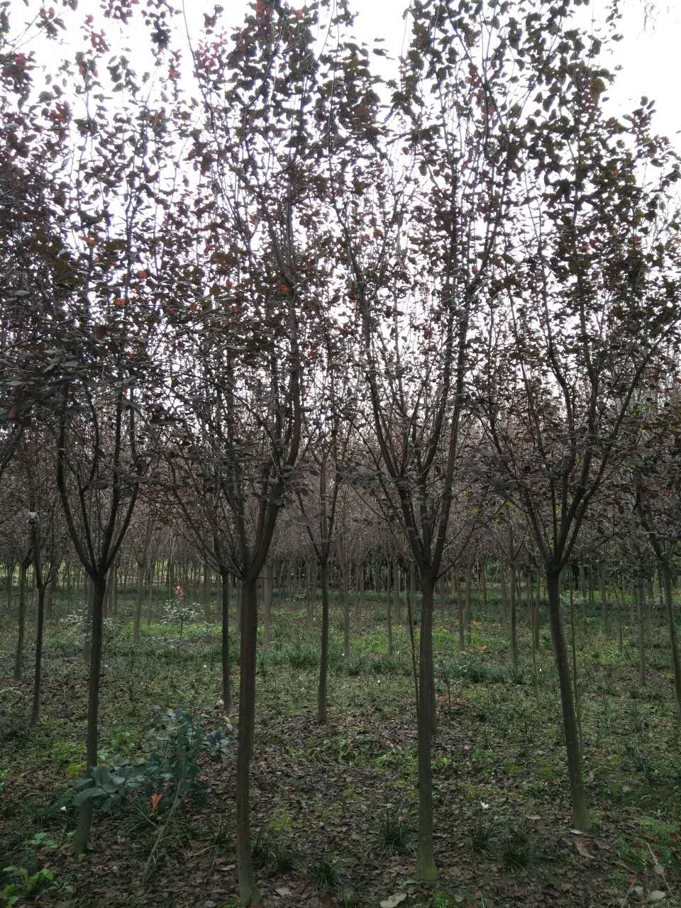 四川崇德園林 四川崇德園林紅葉李基地優(yōu)質(zhì)紅葉李