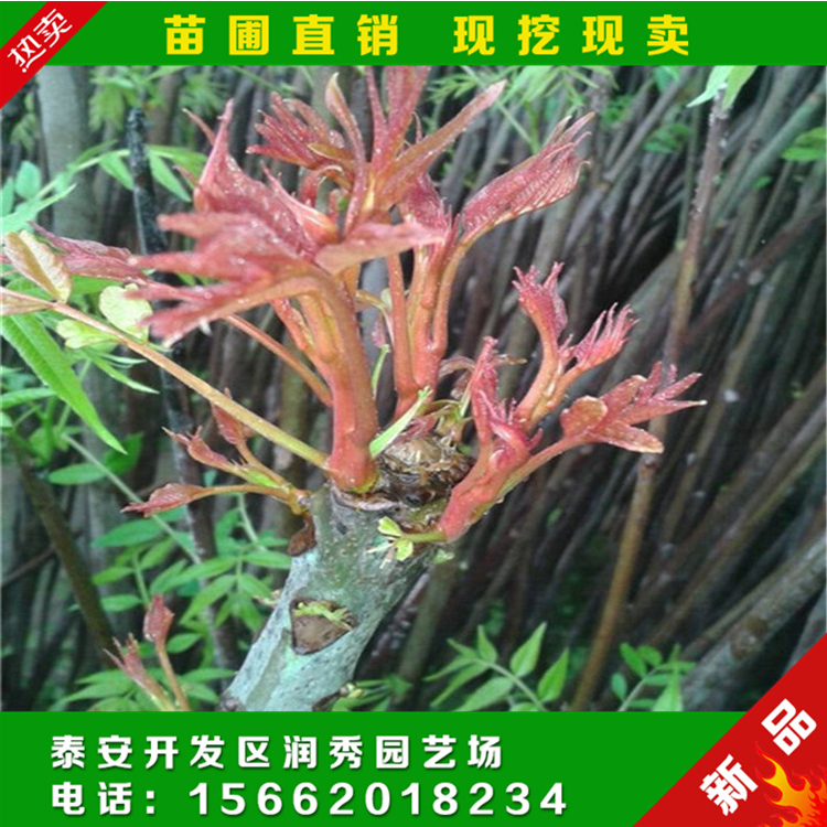 出售紅油香椿苗 基地專業(yè)批發(fā)出售紅油香椿苗 規(guī)格全 量大優(yōu)惠