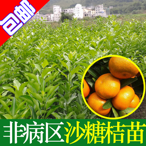 非病區(qū)的沙糖桔苗，沙糖桔樹(shù)苗，脫毒沙糖桔嫁接苗