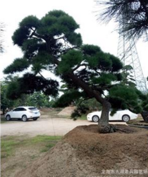 廠家批發(fā)*別墅*日本造型黑松福建漳州 日本造型黑松哪家好 日本造型黑松*惠 日本造型黑松供應(yīng)商