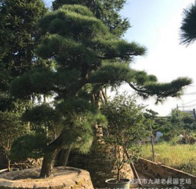 廠家大量批發(fā)別墅綠化工程用造型喬*品日本造型黑松產(chǎn)地福建漳州