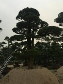 廠家直銷*日本羅漢松樹*15至70公分批發(fā)羅漢松求購羅漢松 羅漢松樹精15至70公分