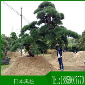 廠家批發(fā)*別墅*日本造型黑松福建漳州 日本造型黑松哪家好 日本造型黑松*惠 日本造型黑松供應(yīng)商