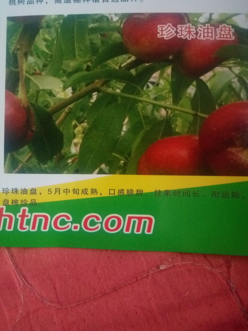 青州珍珠油蟠桃苗批發(fā)價(jià)格  早熟珍珠油蟠桃苗 當(dāng)年嫁接珍珠油蟠苗