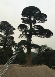 廠家大量批發(fā)別墅綠化工程用造型喬*品日本造型黑松產(chǎn)地福建漳州