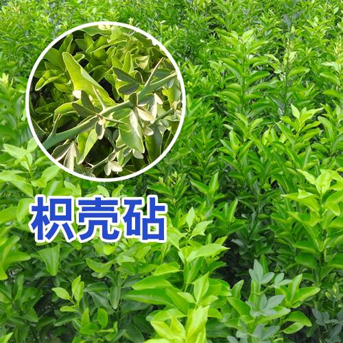 非病區(qū)的沙糖桔苗，沙糖桔樹(shù)苗，脫毒沙糖桔嫁接苗
