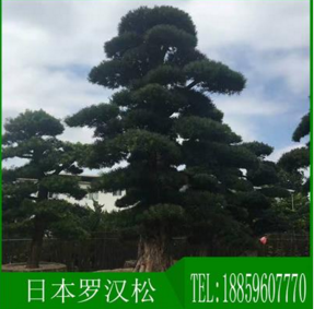 長(zhǎng)假啊供應(yīng)日本羅漢松*15至70公分批發(fā)羅漢松求購(gòu)羅漢松*別墅