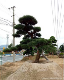 日本造型黑松別墅綠化工程 福建造型品供應(yīng)商  福建漳州黑松別墅綠化工程公司 福建黑松別墅綠化工程供應(yīng)商 黑松廠家
