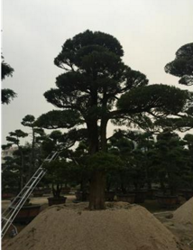 廠家大量批發(fā)別墅綠化工程用造型喬*品日本造型黑松產(chǎn)地福建漳州