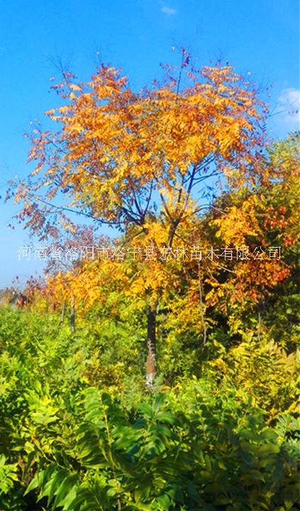 供應(yīng)米徑6-20公分欒樹133棵