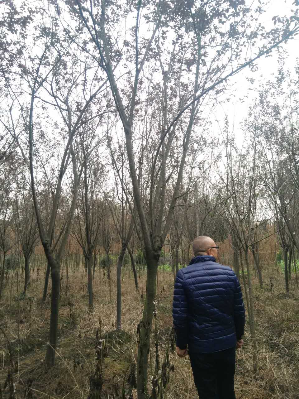 成都紅葉李基地紅葉李直銷*格存活率高