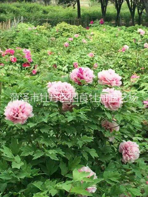 江蘇牡丹芍藥種植基地 江蘇國(guó)花牡丹 江蘇牡丹苗批發(fā)